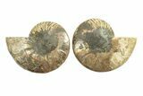 Cut & Polished, Agatized Ammonite Fossil - Crystal Chambers #270264-1